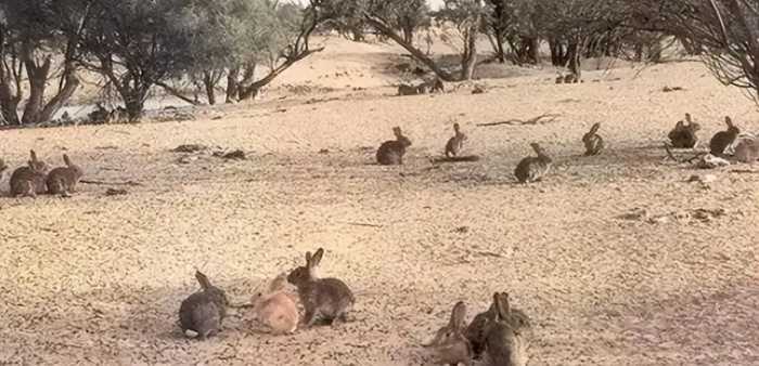 澳大利亚野兔成灾，体重百斤却无人食用，当地人给出答案：不敢吃