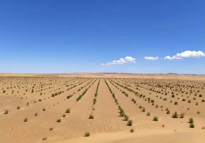 马云斥巨资在沙漠里种树，承诺每年1亿棵，八年过去了，树怎样了