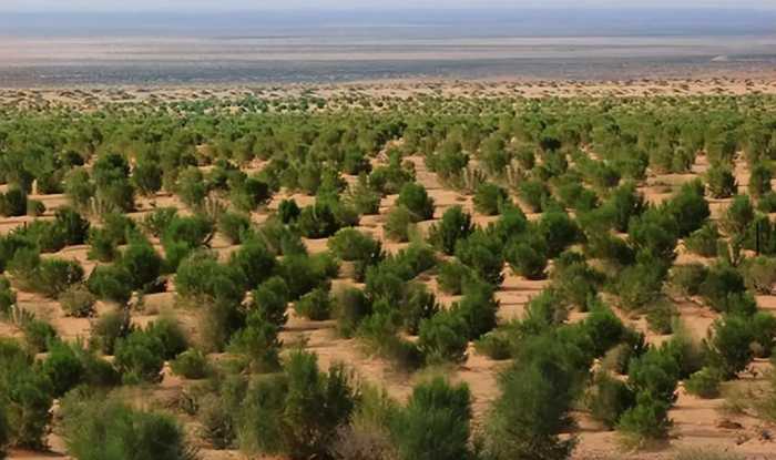 马云斥巨资在沙漠里种树，承诺每年1亿棵，八年过去了，树怎样了